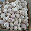 GARLIC TOP QUALITY GROSSHANDEL GARLIC